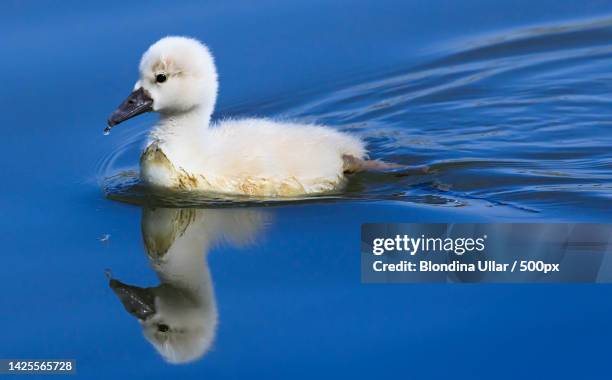 close-up of mute swan swimming in lake,spain - cygnet stock pictures, royalty-free photos & images