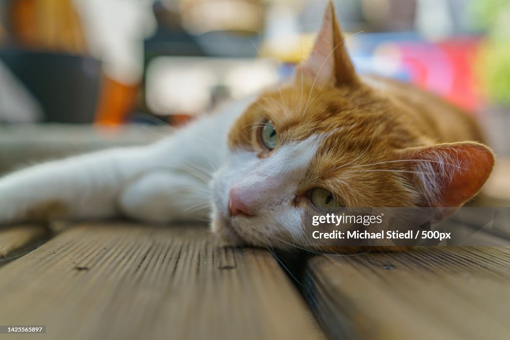 Close-up of cat lying on floor,Wien,Austria