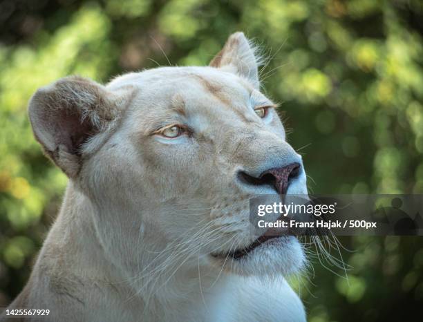 close-up of lion looking away - white lion 個照片及圖片檔