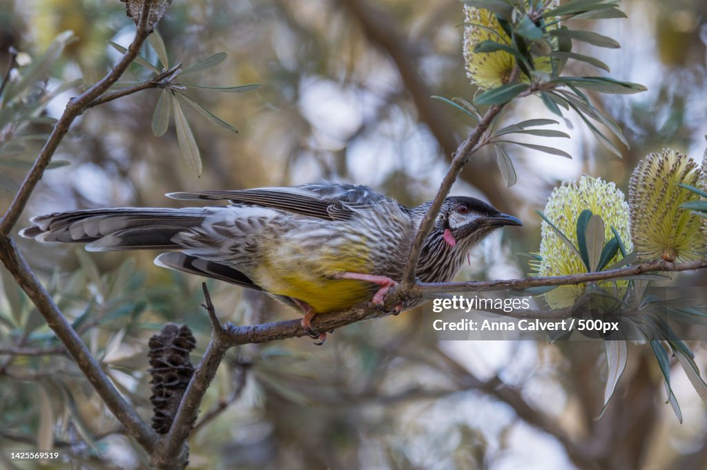 Close-up of songbird perching on branch