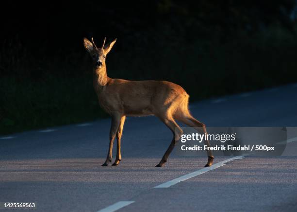side view of deer walking on road - roe deer female stock pictures, royalty-free photos & images