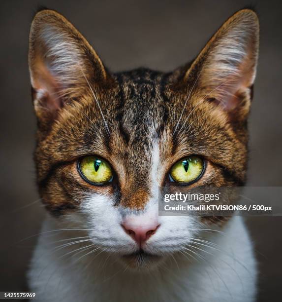 close-up portrait of cat - gatto soriano foto e immagini stock