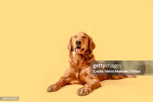 portrait of golden retriever sitting against yellow background,india - golden retriever stock pictures, royalty-free photos & images