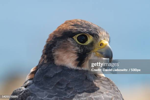 close-up of eagle - peregrine falcon stockfoto's en -beelden