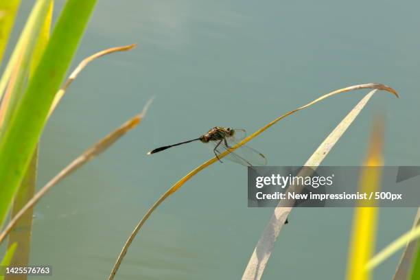 close-up of insect on plant,china - libellulidae stock pictures, royalty-free photos & images