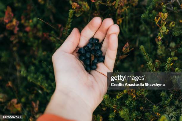 woman picking blueberry in the mountains of norway - september stock pictures, royalty-free photos & images