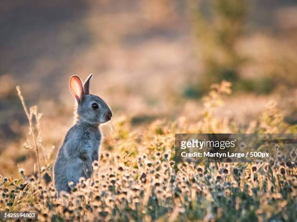 close-up of cottontail on field,flitwick,bedford,united kingdom,uk - kingdom of sweets stock pictures, royalty-free photos & images