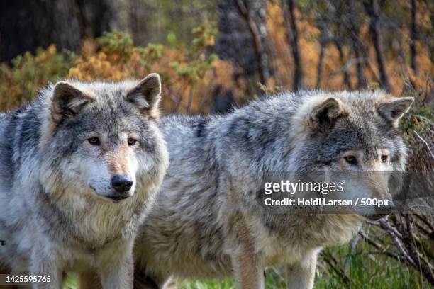 portrait of gray wolf standing on field,norway - grijze wolf stockfoto's en -beelden