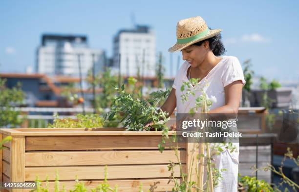 adult woman arranging plants in her rooftop garden - balcony vegetables stock pictures, royalty-free photos & images