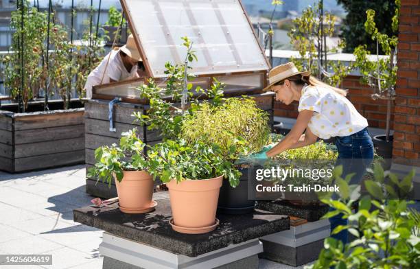 urban farming & gardening on the rooftop - autarkie stockfoto's en -beelden