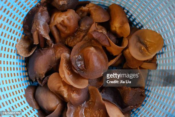 wild wood ear - auricularia auricula judae stock pictures, royalty-free photos & images