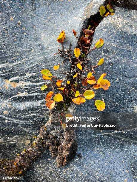 obsidian rock background with plant in autumn - lava stone stock pictures, royalty-free photos & images