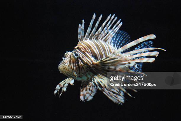vibrant multicolored lionfish swimming in an aquarium - zebrafish ストックフォトと画像