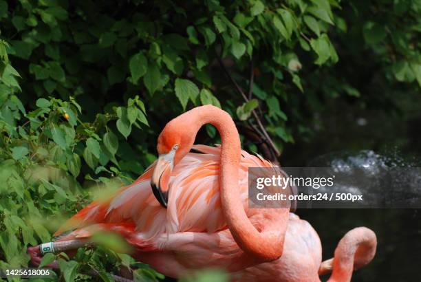 carribean flamingo bird ruffling his feathers - ruffling stock pictures, royalty-free photos & images