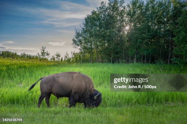 wood buffalo and bird,elk island alberta,ardrossan,alberta,canada - buffalo stock pictures, royalty-free photos & images