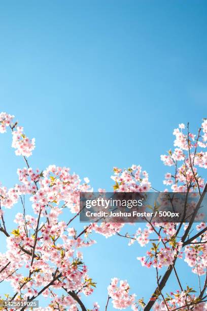 low angle view of cherry blossoms against blue sky,tokyo,japan - cherry blossoms bloom in tokyo stock pictures, royalty-free photos & images