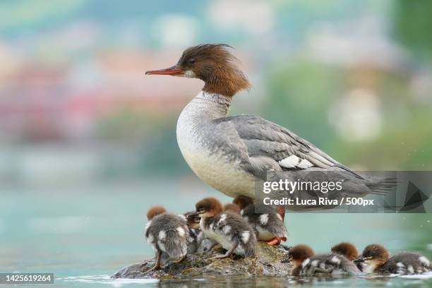 close-up of birds swimming in lake,lecco,italy - common merganser stockfoto's en -beelden