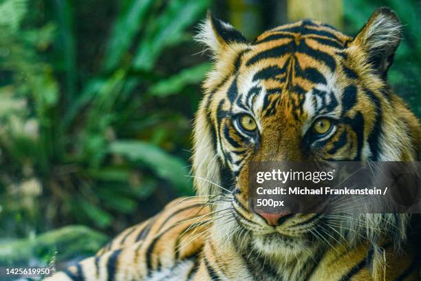 close-up portrait of sumatran tiger - sumatran tiger stock pictures, royalty-free photos & images