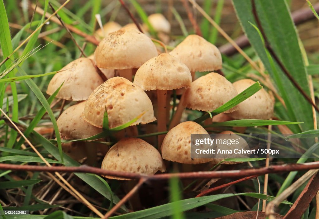 Close-up of mushrooms growing on field,Canberra,Australian Capital Territory,Australia