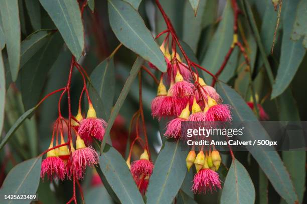 close-up of red flowering plant,canberra,australian capital territory,australia - banksia ストックフォトと画像