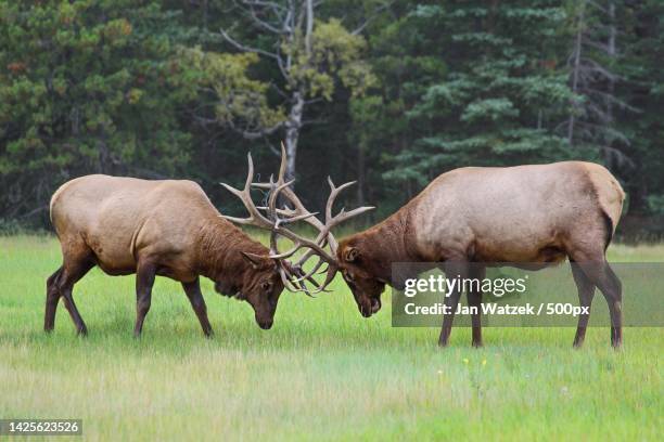 side view of moose walking on grassy field,jasper,alberta,canada - rutting stock-fotos und bilder