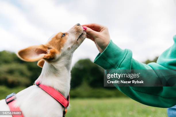 a woman giving treats to her dog during training - dog training stock pictures, royalty-free photos & images