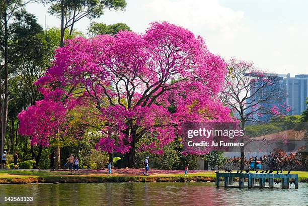 ibirapuera park is largest urban park - ibirapuera stock-fotos und bilder