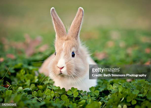 baby bunny in clover field - lagomorphs stock pictures, royalty-free photos & images