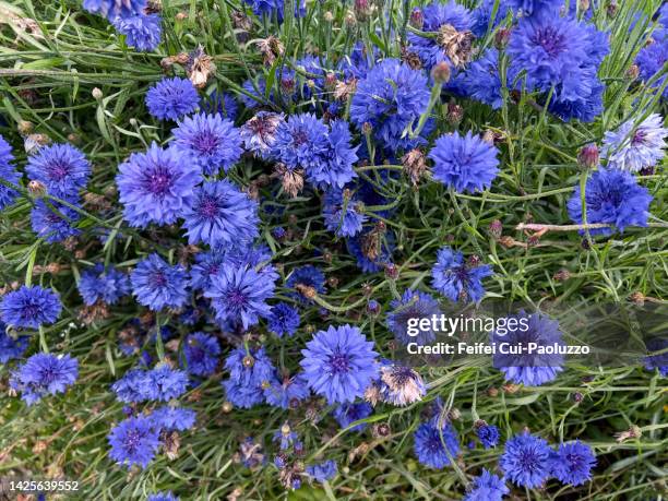 centaurea cyanus flower in bloom - centáurea imagens e fotografias de stock