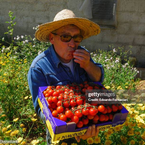 Portopalo di Capo Passero, Carmelo Pisana with his cherry tomatoes.