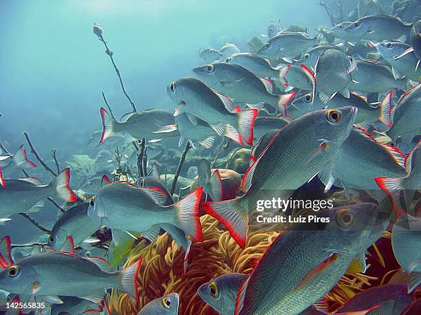 school of fish - ambergris caye bildbanksfoton och bilder