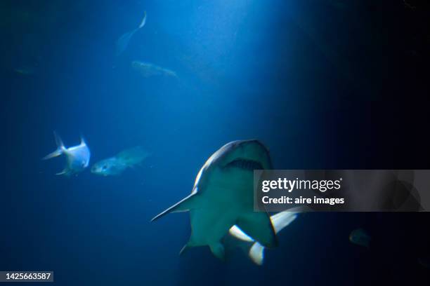 a shark moving to the side and other fish at the back on the bottom of the water - big bottom fotografías e imágenes de stock