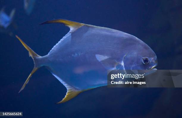 Fishb Side Fish Side View Photos and Premium High Res Pictures - Getty Images