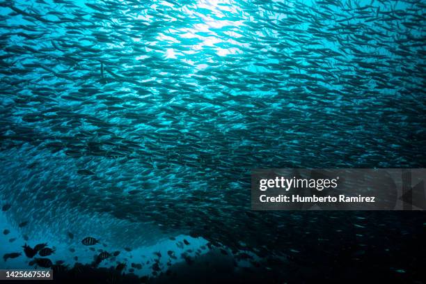 false herring school. - blue runner fish stock pictures, royalty-free photos & images