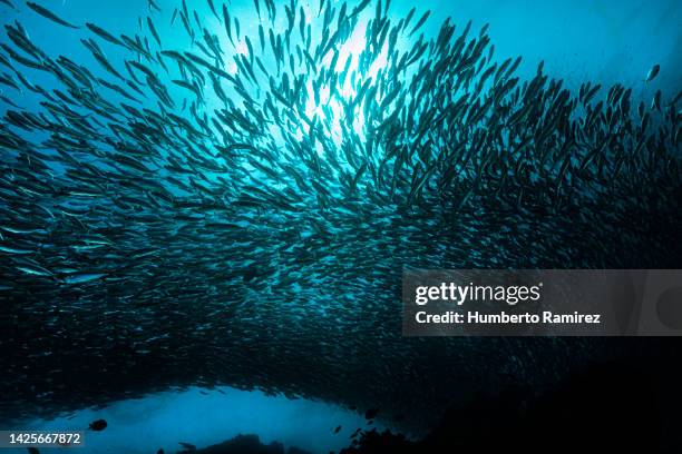 false herring school. - blue runner fish stock pictures, royalty-free photos & images