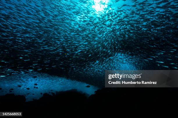 false herring school. - blue runner fish stock pictures, royalty-free photos & images