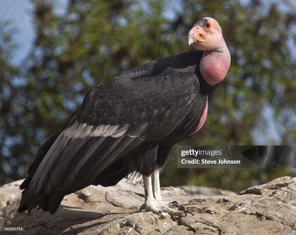 California Condor