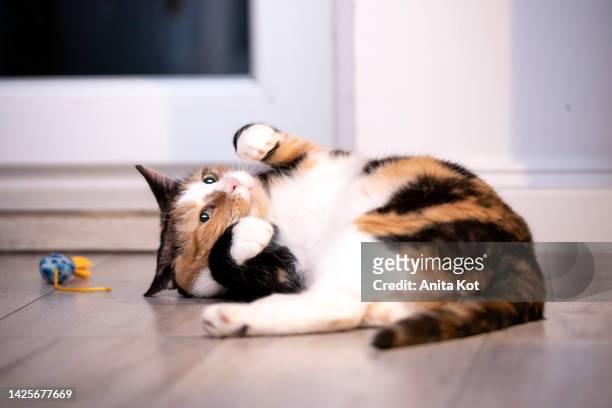 a tortoiseshell cat is lying on the floor - meowing bildbanksfoton och bilder