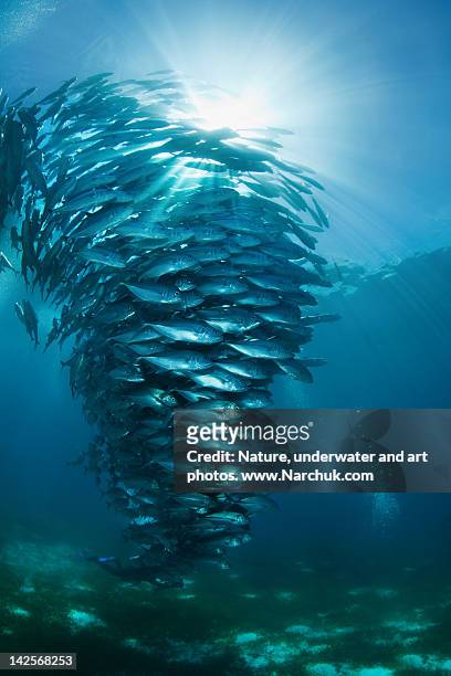 tornado - school of fish stock pictures, royalty-free photos & images
