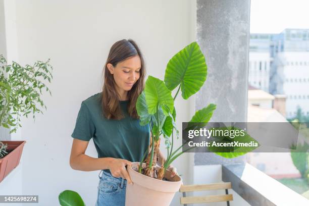 young woman gardening on an apartment terrace - carrying pot plant stock pictures, royalty-free photos & images