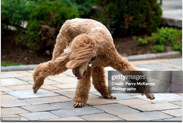 Break dancing poodle