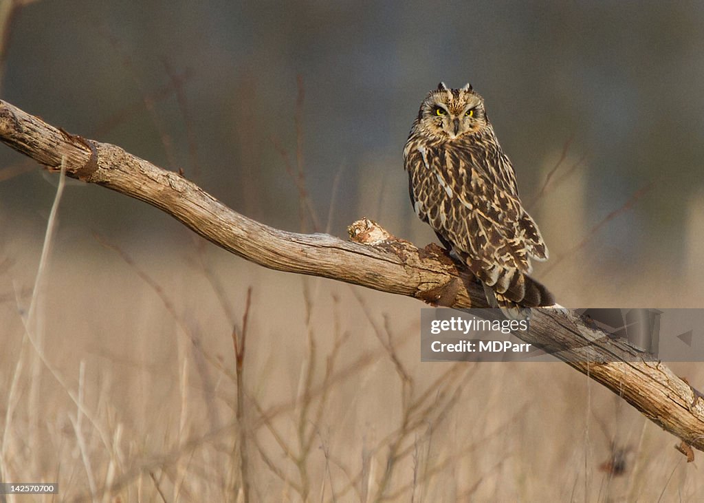 Short eared owl perched on log