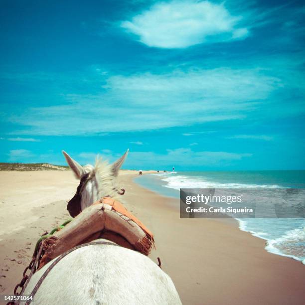 buggy ride at beach - horse saddle stock pictures, royalty-free photos & images