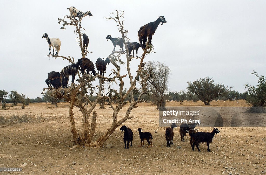 Flock of goats