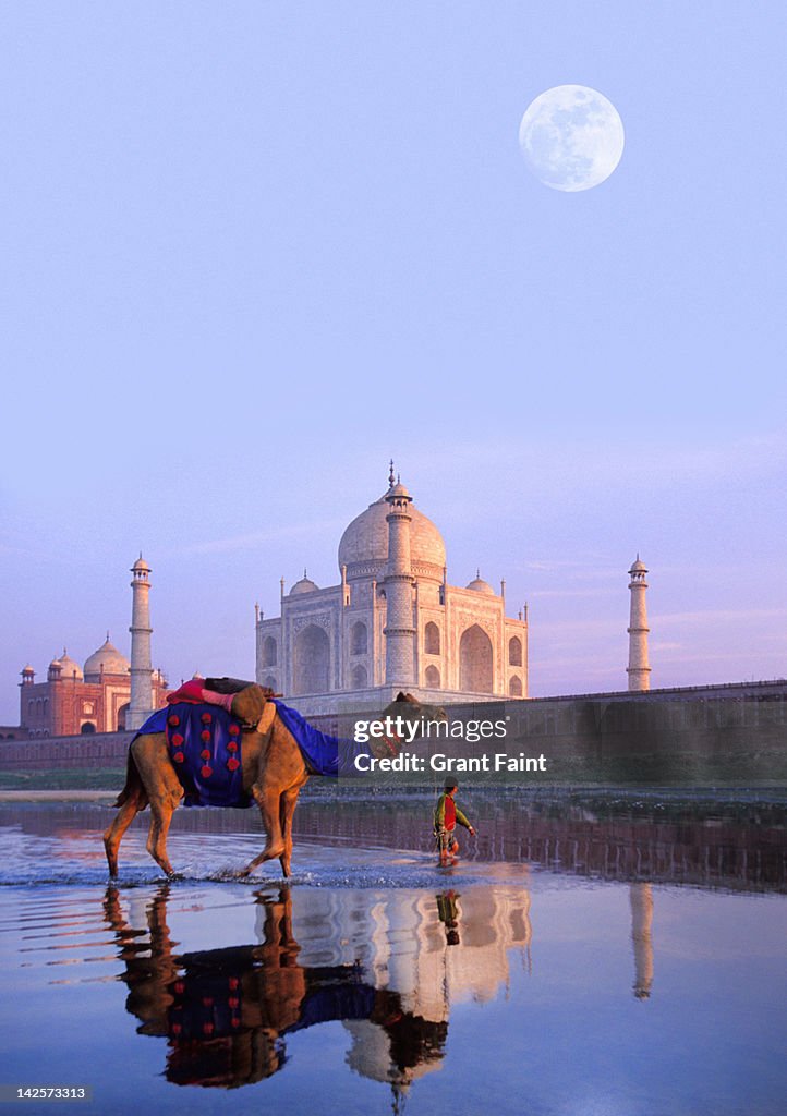 Boy leading camel, near Taj Mahal