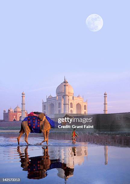 boy leading camel, near taj mahal - taj mahal stock pictures, royalty-free photos & images