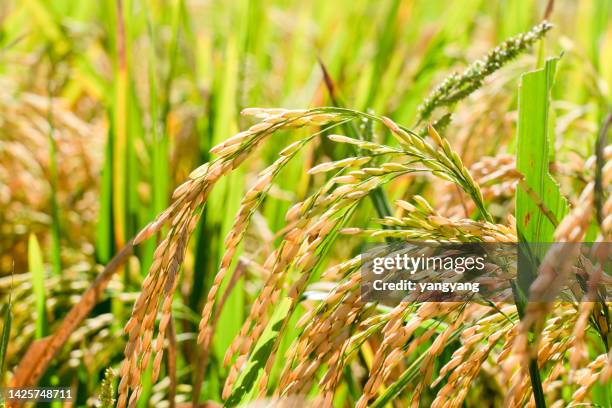 Mon Rice Stalks 458 Rice Stalk China Stock Photos, High-Res Pictures, and Images ...
