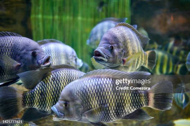 close-up of tilapia (tilapia buttikoferi) - tilapia stock pictures, royalty-free photos & images