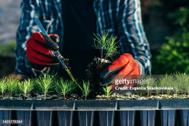 woman's hands close-up planting a sprout of pine at seedling tray. - forest scientist stock-fotos und bilder