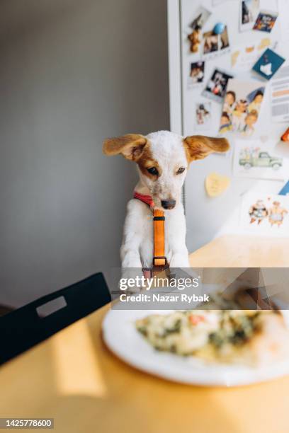 a cute puppy sitting at the table and looking at the plate with food - begging animal behavior stock pictures, royalty-free photos & images